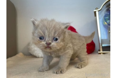 成約済の東京都のブリティッシュロングヘア-64735