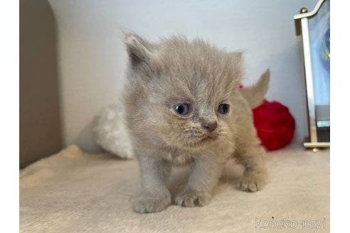 成約済の東京都のブリティッシュロングヘア-64735の3枚目