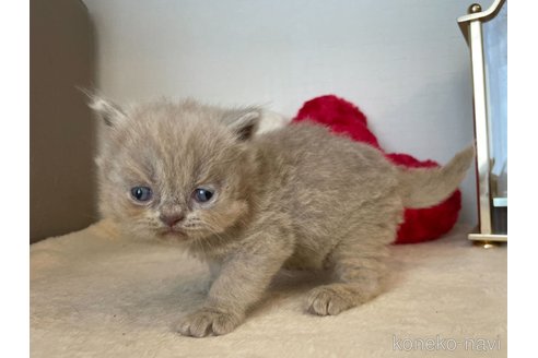 成約済の東京都のブリティッシュロングヘア-64735の4枚目
