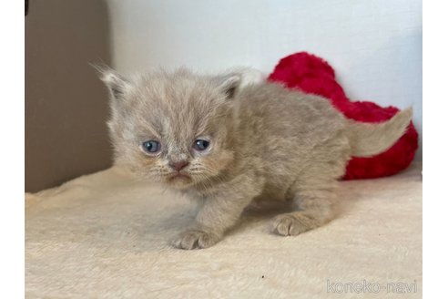 成約済の東京都のブリティッシュロングヘア-64735の5枚目