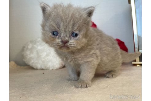 成約済の東京都のブリティッシュロングヘア-64735の6枚目