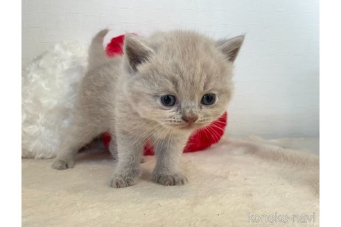 成約済の東京都のブリティッシュショートヘア-64736の2枚目