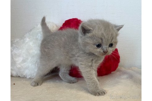 成約済の東京都のブリティッシュショートヘア-64736の3枚目