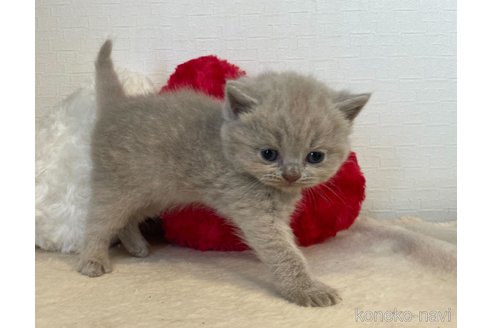 成約済の東京都のブリティッシュショートヘア-64736の4枚目