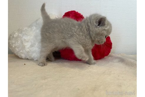 成約済の東京都のブリティッシュショートヘア-64736の5枚目