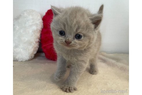 成約済の東京都のブリティッシュショートヘア-64736