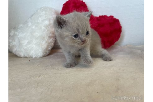 成約済の東京都のブリティッシュショートヘア-64737の2枚目