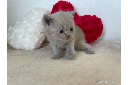 成約済の東京都のブリティッシュショートヘア-64737の3枚目