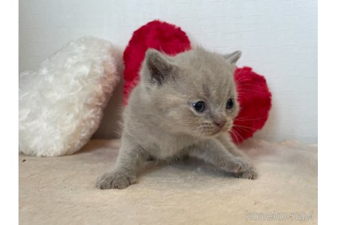 成約済の東京都のブリティッシュショートヘア-64737の4枚目