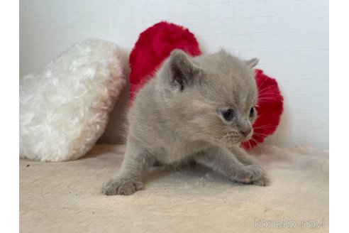 成約済の東京都のブリティッシュショートヘア-64737の5枚目