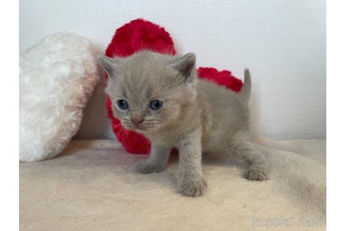 成約済の東京都のブリティッシュショートヘア-64737の6枚目