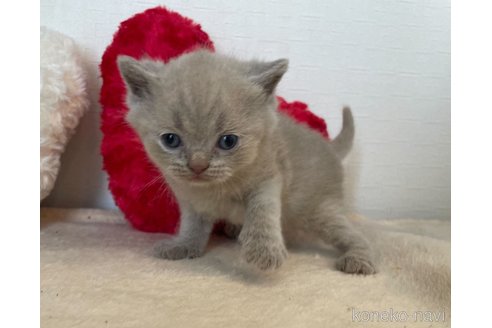 成約済の東京都のブリティッシュショートヘア-64737の1枚目