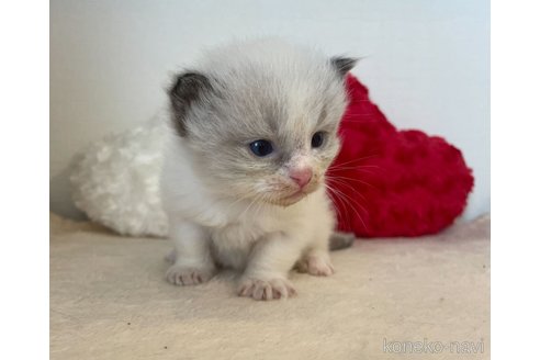 成約済の東京都のラグドール-64745の6枚目
