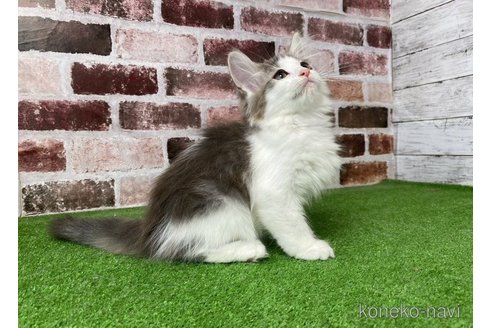 成約済の愛知県のノルウェージャンフォレストキャット-64775の3枚目