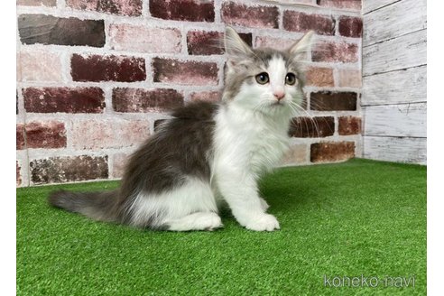成約済の愛知県のノルウェージャンフォレストキャット-64775の4枚目