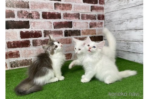 成約済の愛知県のノルウェージャンフォレストキャット-64775の5枚目