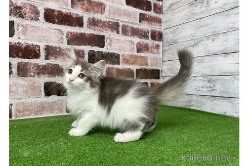 成約済の愛知県のノルウェージャンフォレストキャット-64775の2枚目