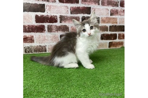 成約済の愛知県のノルウェージャンフォレストキャット-64775の1枚目
