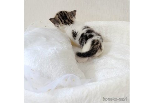 成約済の長野県のエキゾチックショートヘア-64798の2枚目