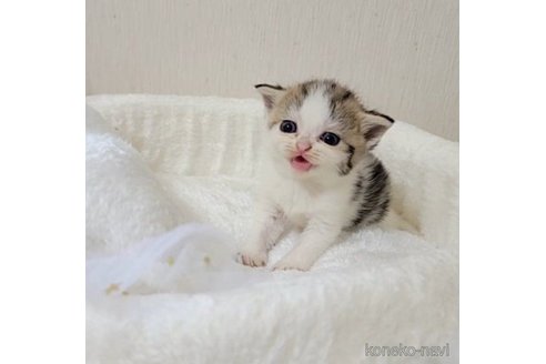 成約済の長野県のエキゾチックショートヘア-64798の3枚目