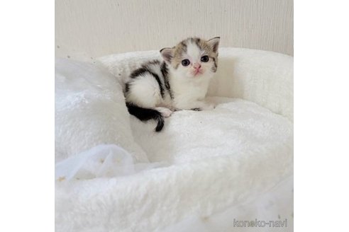 成約済の長野県のエキゾチックショートヘア-64798の4枚目