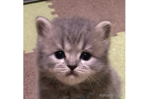 販売中の高知県のスコティッシュフォールド-64843