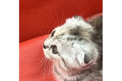 成約済の北海道のマンチカン-64921の5枚目