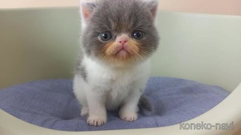 成約済の岐阜県のエキゾチックショートヘア-64978