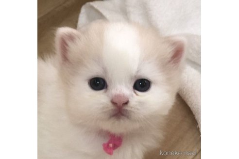 販売中の高知県のスコティッシュフォールド-65060