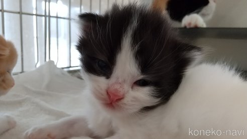 成約済の愛知県のスコティッシュフォールド-64286の7枚目