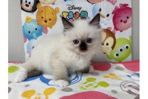 成約済の滋賀県のラグドール-64178の1枚目