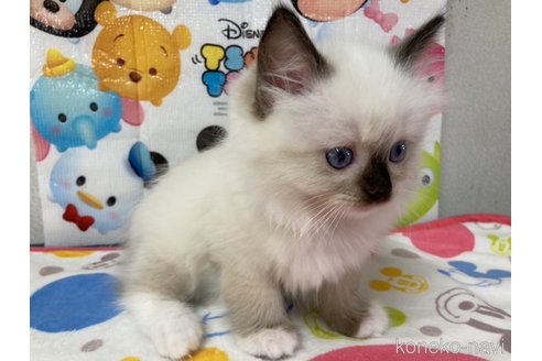 成約済の滋賀県のラグドール-64178の3枚目
