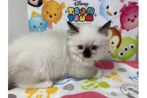 成約済の滋賀県のラグドール-64178の2枚目