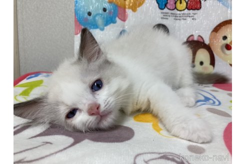 成約済の滋賀県のラグドール-64177の1枚目
