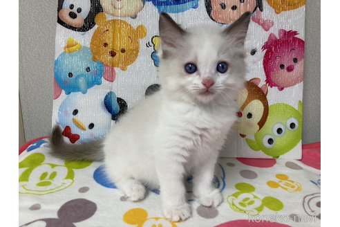 成約済の滋賀県のラグドール-64177の4枚目