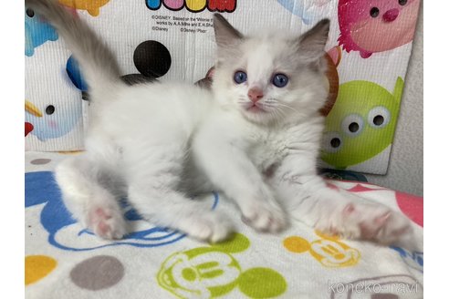 成約済の滋賀県のラグドール-64177の3枚目