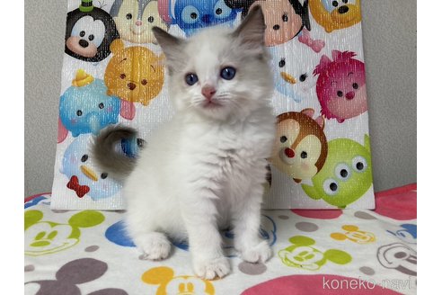 成約済の滋賀県のラグドール-64177の2枚目