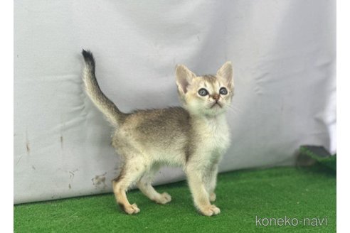 販売中の茨城県のシンガプーラ-65082