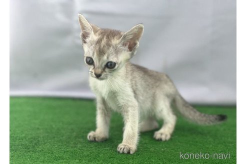 販売中の茨城県のシンガプーラ-65083