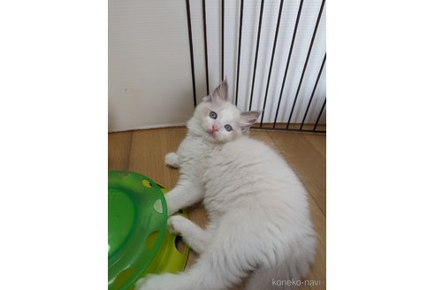 販売中の神奈川県のラグドール-61402