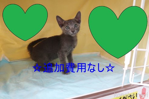 成約済の東京都のロシアンブルー-64806の1枚目