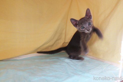 成約済の東京都のロシアンブルー-64806の4枚目