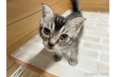 成約済の東京都のスコティッシュフォールド-65116の7枚目