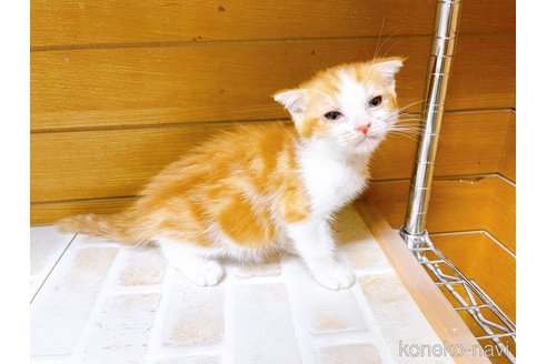 成約済の東京都のスコティッシュフォールド-65117の2枚目