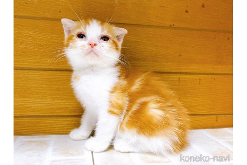 成約済の東京都のスコティッシュフォールド-65117の3枚目