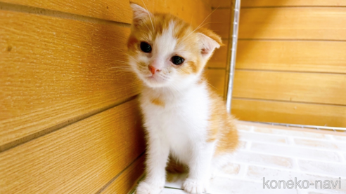 成約済の東京都のスコティッシュフォールド-65117の1枚目