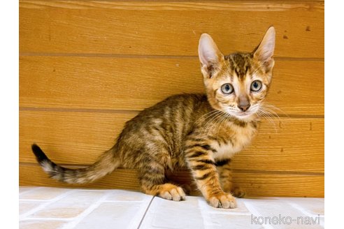 成約済の東京都のトイガー-65120の11枚目