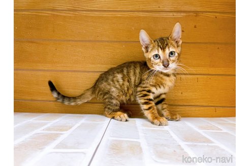 成約済の東京都のトイガー-65120の8枚目