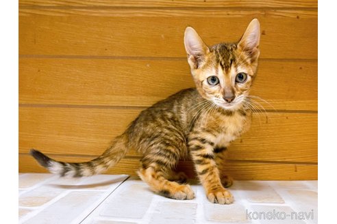 成約済の東京都のトイガー-65120の9枚目