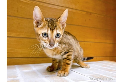 成約済の東京都のトイガー-65120の10枚目